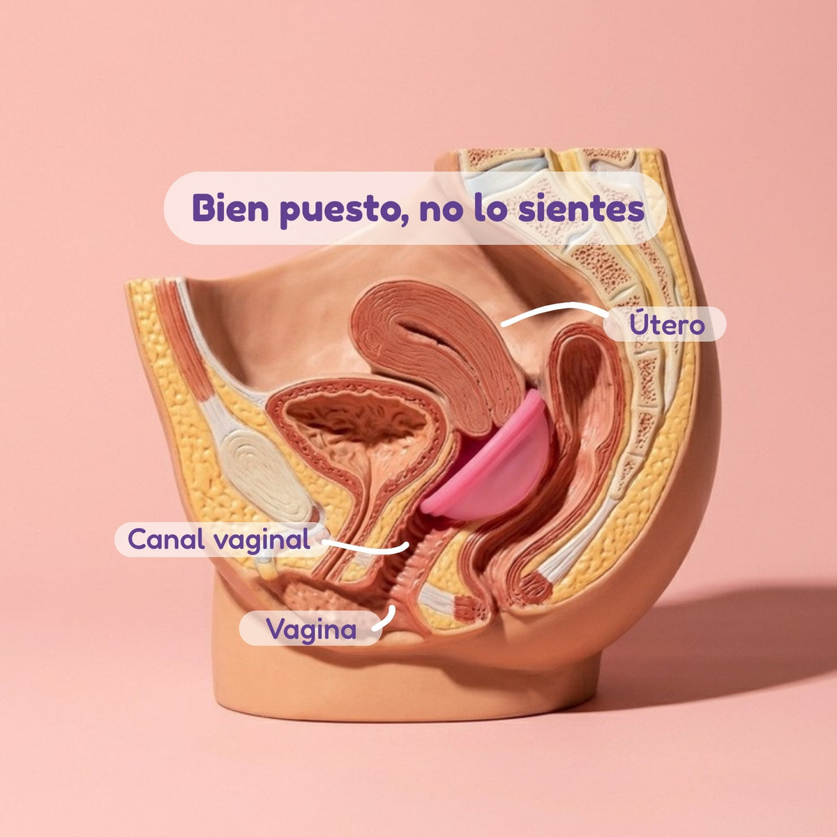Modelo anatómico que muestra cómo queda puesto el disco menstrual